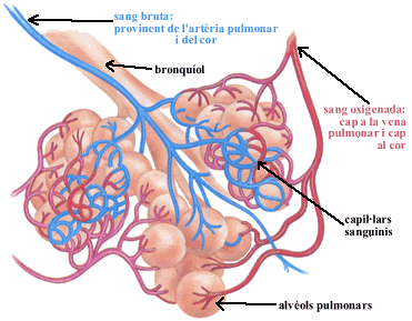 alveols